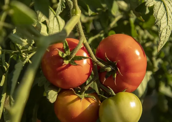 Hotel Resort-le Terre Dei Cavalieri Cortona