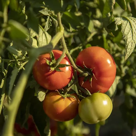 Ξενοδοχείο Resort-le Terre Dei Cavalieri Κορτόνα